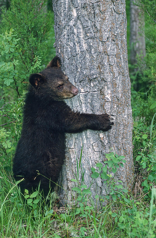 美洲黑熊(Ursus americanus)，也被称为黑熊，是北美特有的一种中型熊。一种分布广泛的熊类。Kalispell、蒙大拿。幼崽正在爬树。